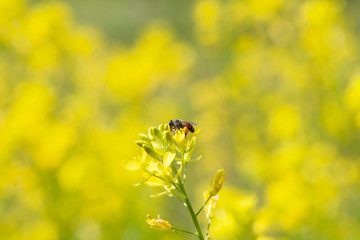 Small yellow flowers bloom in the flower garden. Tourists like to visit the flowers in the winter .with full flowers blooming.