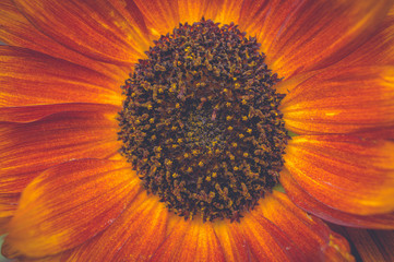 Closeup of orange sunflower