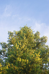 Fir tree on the sunny day