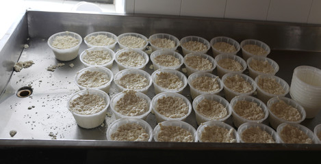 fresh cheese called ricotta in italian language made on the chee