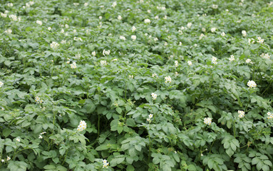 Fototapeta na wymiar Cultivated field of potatos
