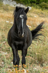 Frontansicht Wildpferd der Maremma