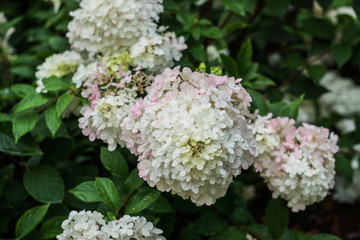 Beautiful pale pink with white hydrangea flowers in a city park.