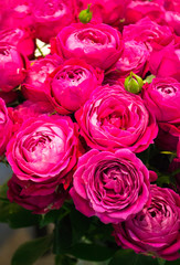festive background of red roses