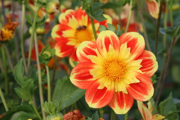 Dahlienblüten in einem Garten