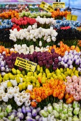 Fototapeta premium Colourful beautiful tulips at a market in Amsterdam