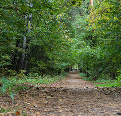 Obraz premium A path in the Park.