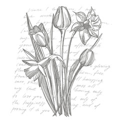 Tulips and Narcissus flowers bouquet isolated on white background. Set of drawing cornflowers, floral elements, hand drawn botanical illustration. Handwritten abstract text