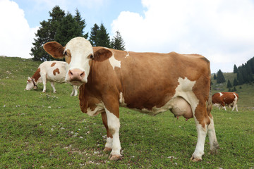 Fototapeta na wymiar brown and white cow grazing in the moutanin
