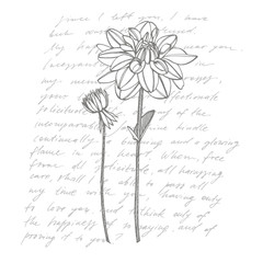 Hand-drawn ink dahlias. Floral elements. Graphic flowers illustrations. Botanical plant illustration. Handwritten abstract text