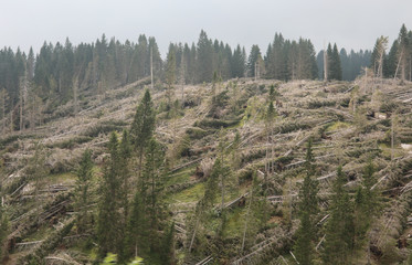 many fir demolished by wind