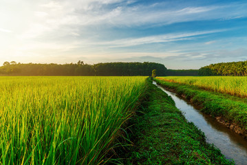 Fototapeta na wymiar Rice field with sunrise or sunset in moning light