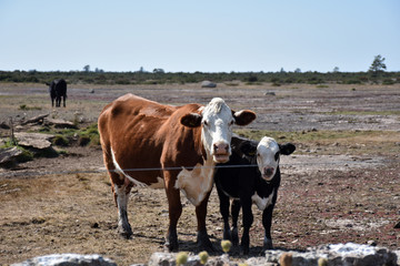 Curious cattle by a fence in a barren pastureland