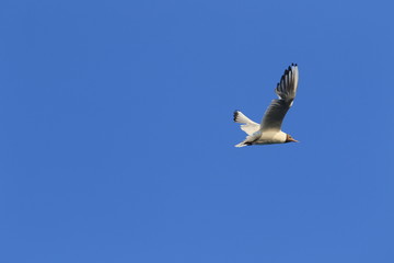 Fototapeta na wymiar gull seagull Chaika