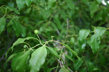 Santalum Album One Isolated Sandalwood Fruit with leaves