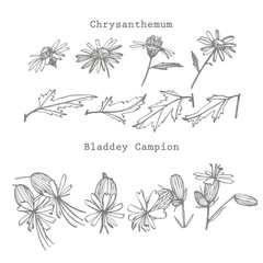 Chamomile and Bladdey Champion flowers. Collection of hand drawn flowers and plants. Botany. Set. Vintage flowers. Black and white illustration in the style of engravings.