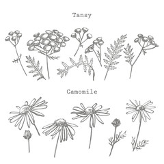 Tansy and Chamomile or daisy flower. Botanical illustration. Good for cosmetics, medicine, treating, aromatherapy, nursing, package design, field bouquet. Hand drawn wild hay flowers.