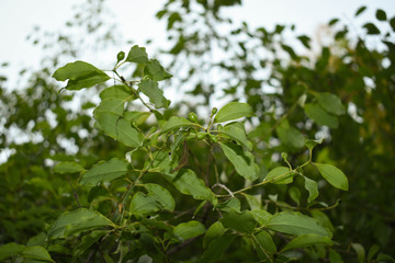 Fototapeta na wymiar Santalum Album Sandalwood Plant Branch showing Fruits and Leaves