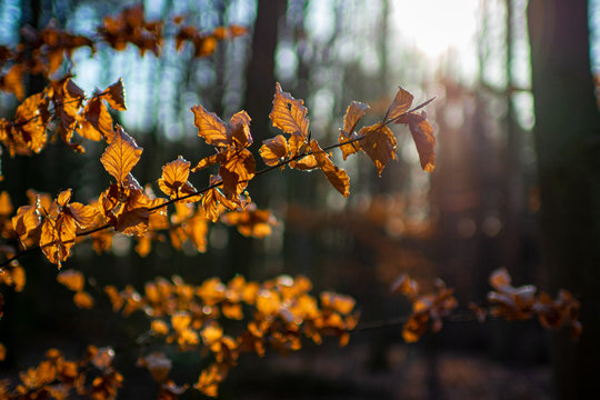 Bunte Blätter in Herbstsonne