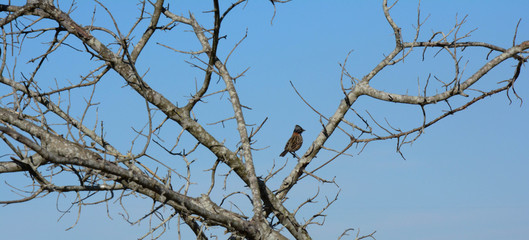 Pássaro do Cerrado.
