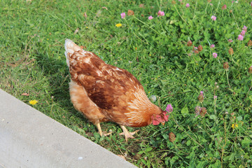 The  red chicken on the grass
