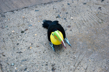 Cute Baby Toucan Posing for the Camera. © Joel Villanueva