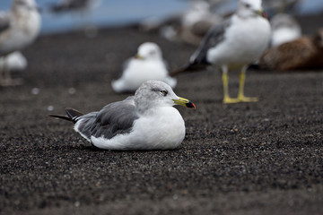 seagull on the beach