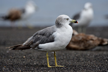 seagull on beach