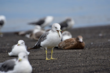 seagull on the beach