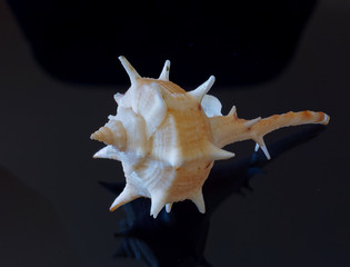A conch is a sea-dwelling mollusc. It is a marine gastropod