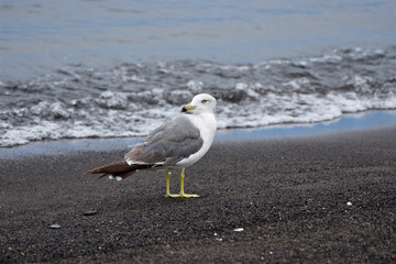 seagull on beach