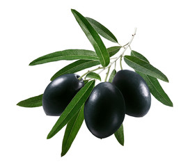 Black olives on branch isolated on white background