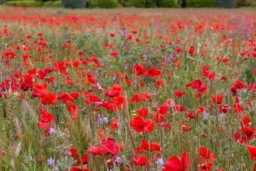 Obraz premium Prairie fleurie