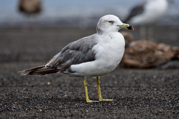 seagull on beach