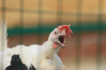 cry chicken
