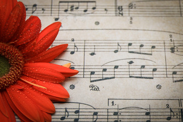 Orange Flower on Sheet Music