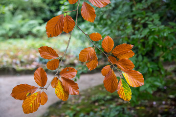 Copper coloured autumn leaves in Cornwall