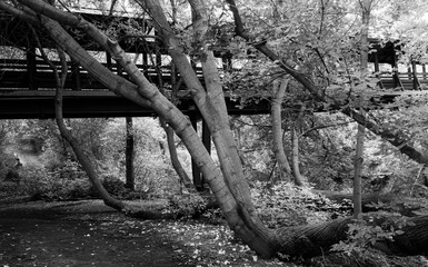 Bridge Being Taken over by the Forest