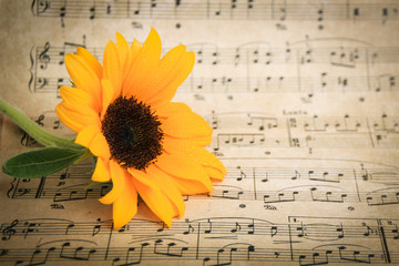 Sunflower on sheet music