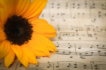 Macro of sunflower on vintage sheet music