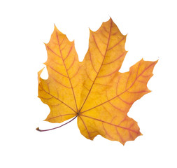 Autumn orange Maple leaf isolated on white background.