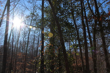 Fototapeta premium Sunshine peers through a fall day