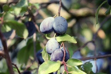 blaue Pflaumen hängen am Pflaumenbaum