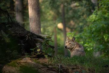 Wolf laying down during morning sunrise