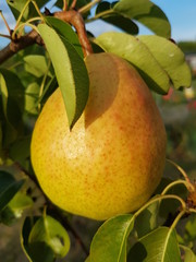 Birne am Baum im Garten