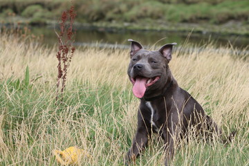 american staffordshire terrier