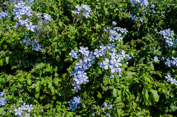 purple flowers in egypt, flowers for background. Close-up.