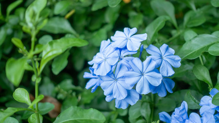 Blue cape leadwort or white plumbago flower plant in a garden.