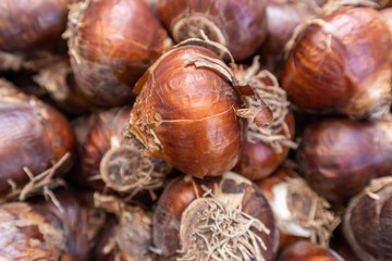allium schubertii bulbs close up