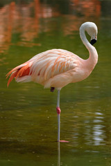 Chilean flamingo (Phoenicopterus chilensis) bird
